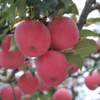 洛川红富士苹果