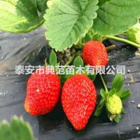 红颜草莓苗价格 红颜草莓苗 株态直立优质低价