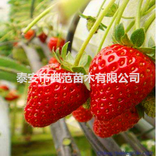 美香莎草莓苗