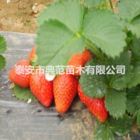 丰香草莓苗价格 丰香草莓苗 优质丰产价格实惠