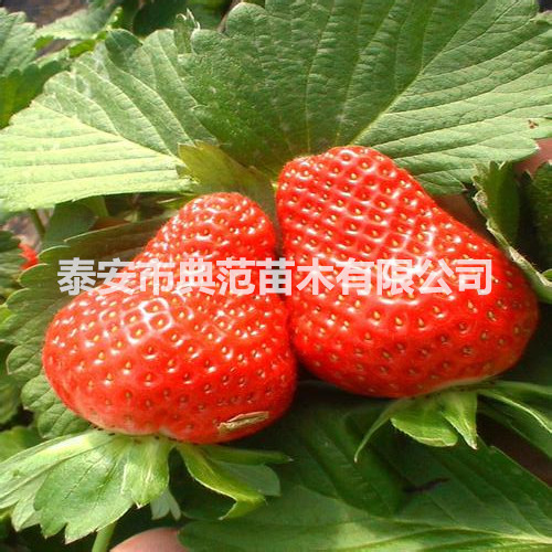 矮丰草莓苗