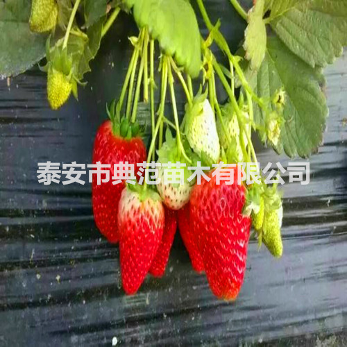 女峰草莓苗