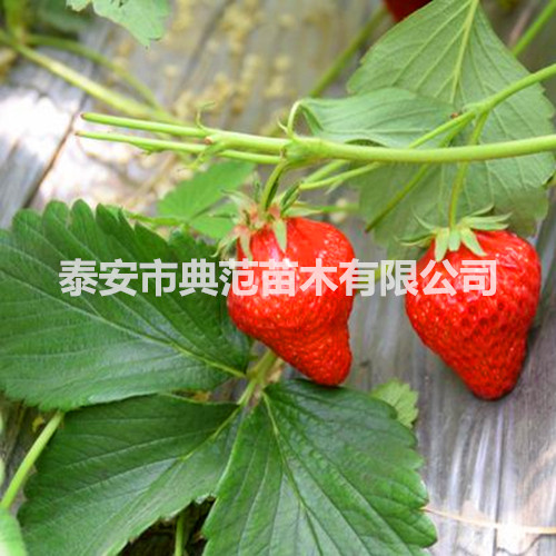 佐贺清香草莓苗