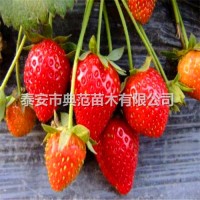 法兰地草莓苗价格 法兰地草莓苗 大棚种植品种
