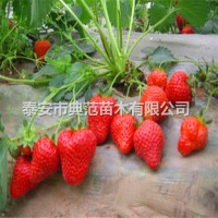 美十三草莓苗价格 美十三草莓苗 产地批发质优价廉