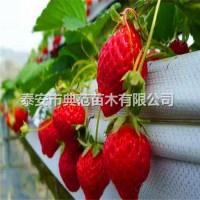 京桃香草莓苗价格 京桃香草莓苗 新品种草莓苗介绍