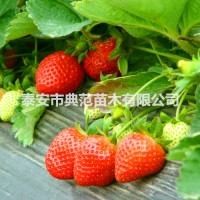 枥乙女草莓苗价格 枥乙女草莓苗 现挖现卖产地批发