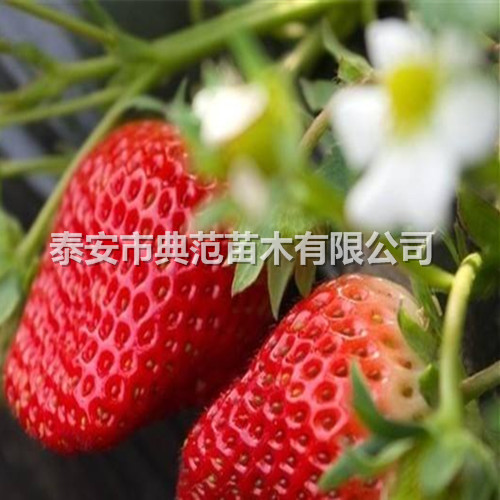 京凝香草莓苗