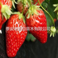 京御香草莓苗价格 京御香草莓苗 批发供应