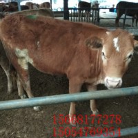 龙岩400多斤肉牛犊多少钱