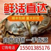 阳澄湖大闸蟹高端礼品卡精品礼盒1098型公蟹3.0-3.5两母蟹2.1-2.5两4对装顺丰包邮死蟹包赔