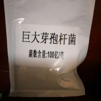 巨大芽孢杆菌