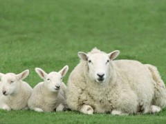 绵羊四季放牧的注意要点