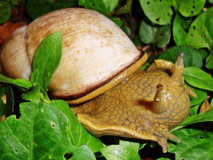 法国蜗牛养殖技术