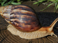 非洲大蜗牛有毒吗
