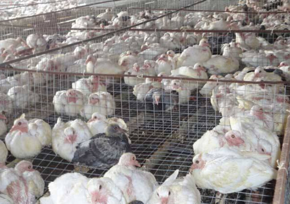 肉鸽冬季养殖的四条保护措施