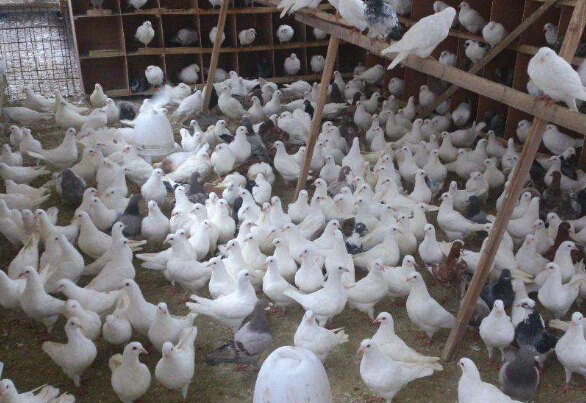 肉鸽冬季养殖的四条保护措施