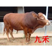 供应古蔺九禾合作社优质肉牛，架子牛