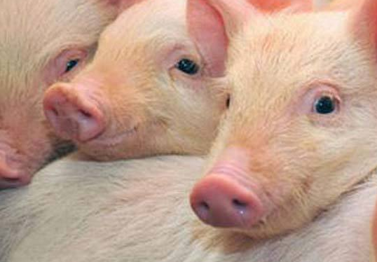 猪流感的症状有哪些?怎么治疗?
