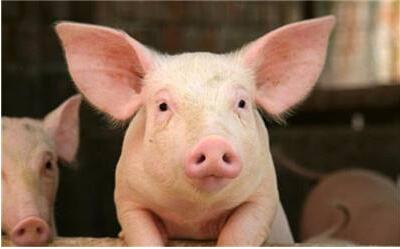 猪流感的症状是什么 如何预防猪流感