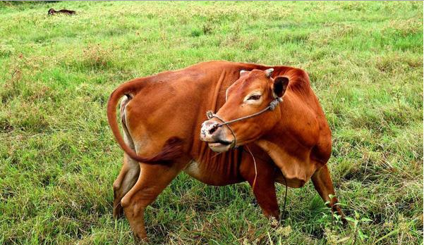 养50头牛国家补贴多少?如何避免养牛风险?