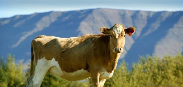 养50头牛国家补贴多少?如何避免养牛风险?