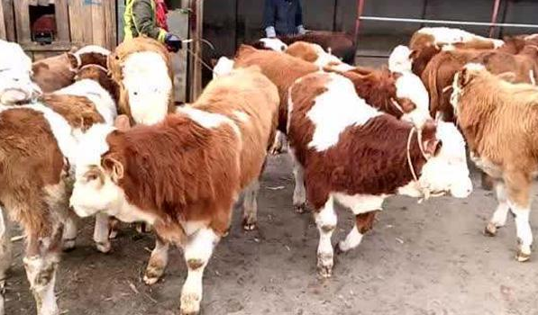 养50头牛国家补贴多少?如何避免养牛风险?