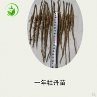 油用牡丹苗 油牡丹苗 药用牡丹苗 药牡丹 牡丹树苗 牡丹苗