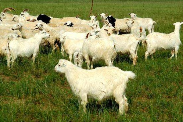 影响肉羊养殖效益的因素