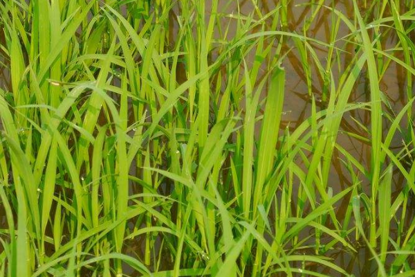 春季水稻的种植技术