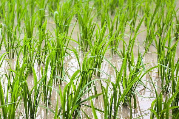 春季水稻种植技术