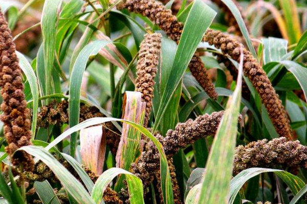 小米种植的田间管理