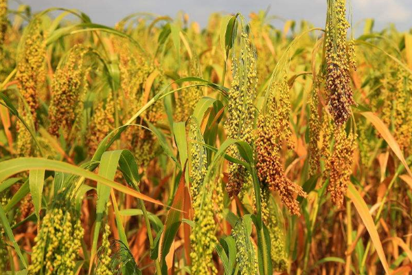 小米种植田间管理