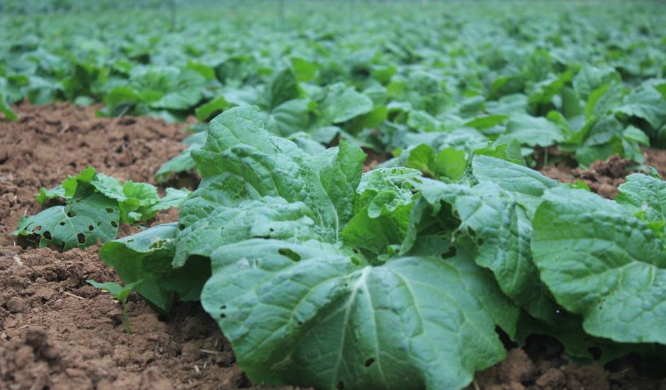 春天白菜种植怎样高产?