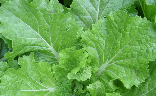 春天白菜种植怎样高产?