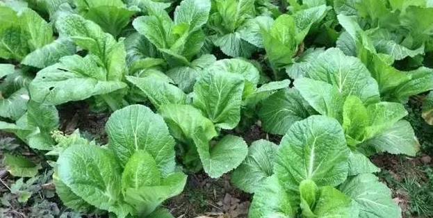 春天白菜种植怎样高产?