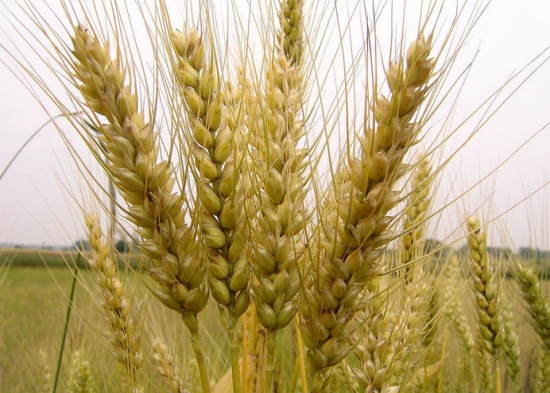 小麦 小麦