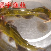 广振宇鱼苗基地各种淡水鱼苗批发 品种多 产量高 抗病强
