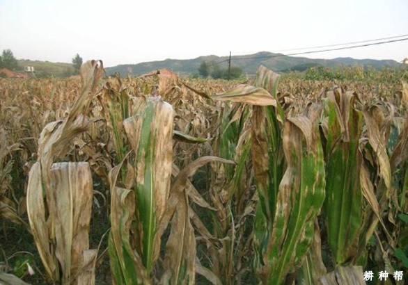 玉米大斑病怎样防治? 玉米大斑病怎样防治?