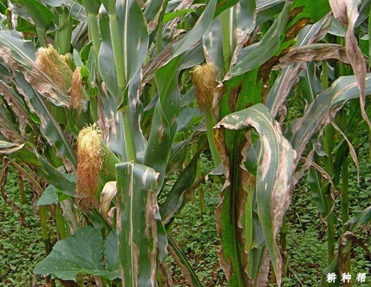 玉米大斑病怎样防治? 玉米大斑病怎样防治?