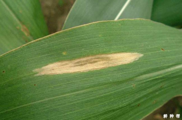 玉米大斑病怎样防治? 玉米大斑病怎样防治?