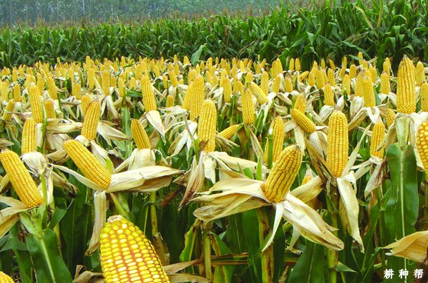 水分的多少对玉米的影响是什么? 水分的多少对玉米的影响是什么?