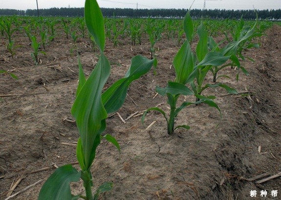 水分的多少对玉米的影响是什么? 水分的多少对玉米的影响是什么?