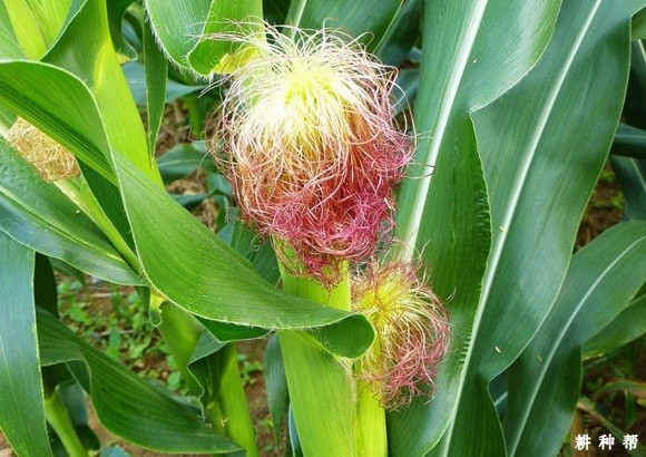 水分的多少对玉米的影响是什么? 水分的多少对玉米的影响是什么?