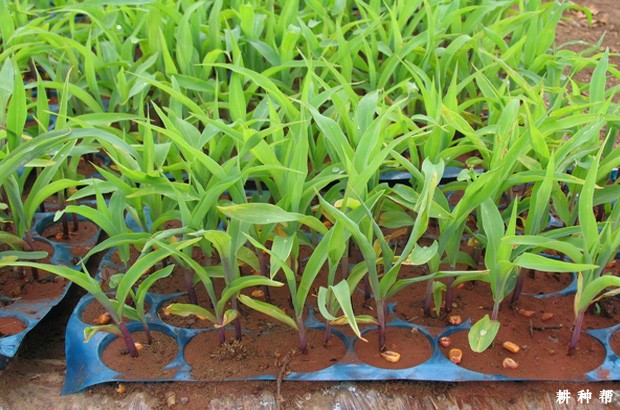 玉米育苗移栽有什么好处？