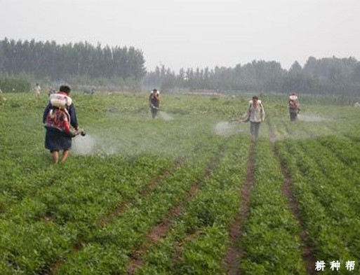 花生需要什么叶面肥? 花生需要什么叶面肥?