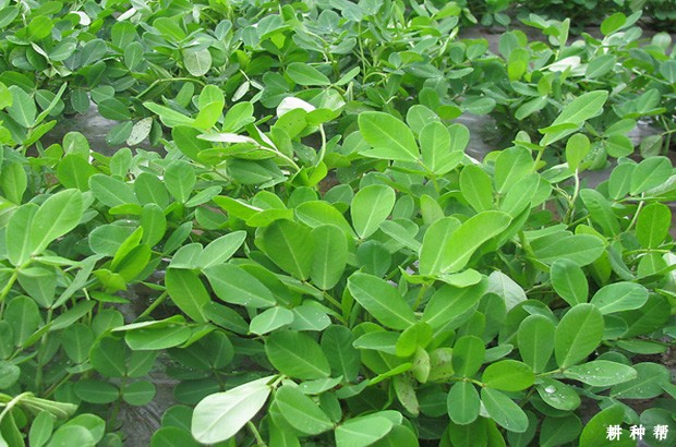 花生需要什么叶面肥? 花生需要什么叶面肥?