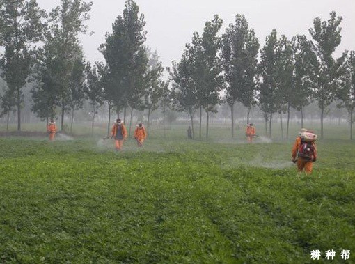 花生需要什么叶面肥? 花生需要什么叶面肥?