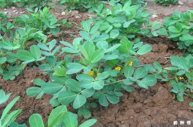 花生需要什么叶面肥? 花生需要什么叶面肥?