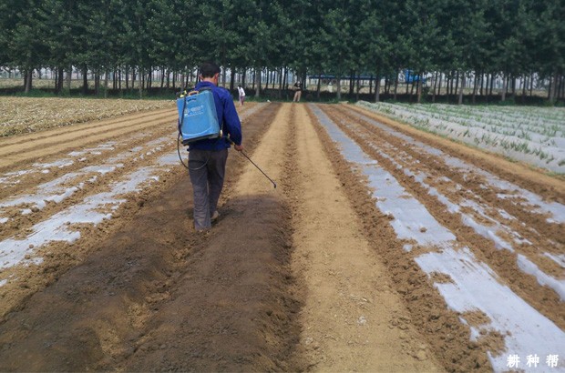 种植棉花可以用哪种地膜? 种植棉花可以用哪种地膜?
